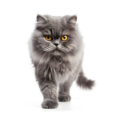 Naklejka na ściany i meble Persian Silver, Gray, Tabby Cat Kitten Isolated on White Background - Generative AI
