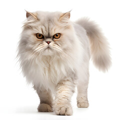 Persian Cat Kitten Isolated on White Background - Generative AI