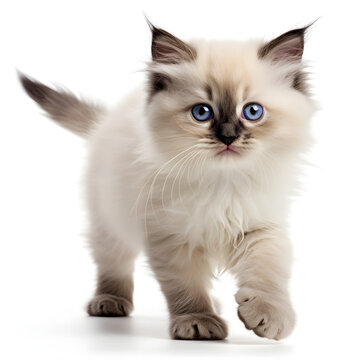 Birman, Himalayan, Ragdoll Cat Kitten Isolated on White Background - Generative AI