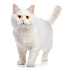 White Cat Kitten Isolated on White Background - Generative AI