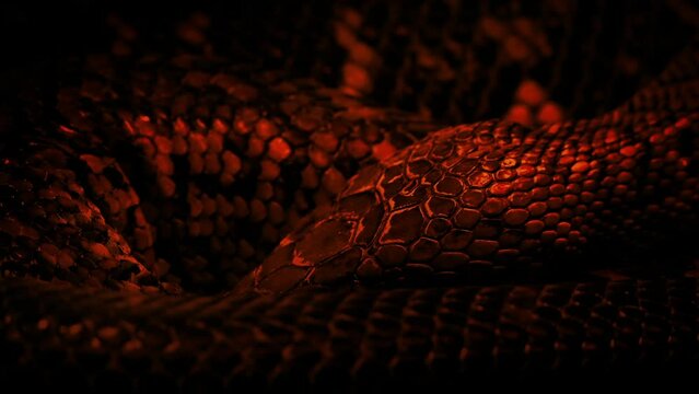 Snake Coiled In Fire Glow

