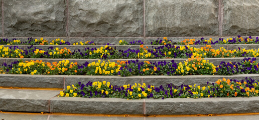 Layers of purple, yellow and orange pansies background