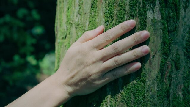Close up shot of hand touching a tree trunk in the forest with light breeze in spring, on a sunny day. Human is caring about nature and environment