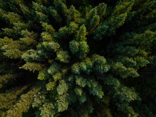 Spruce Forest in Alaska from Above