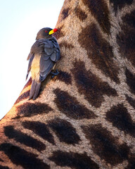 Close-up of an oxpecker bird sitting on a giraffe's neck in, Botswana, Africa