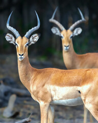 Portrait of 2 beautiful alert antelope, red lechwe, looking straight into the camera in Botswana, Africa
