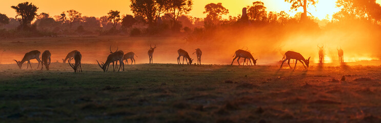 Panorama view of a herd of antelope, red lechwe, grazing, silhouetted  by a glowing red sunset in Okavango Delta, Botswana, Africa - obrazy, fototapety, plakaty