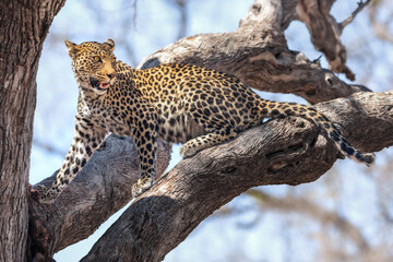 Obraz premium Beautiful wild leopard in a tree, Botswana, Africa