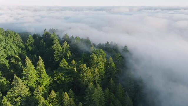 Overhead shot of green treetops covered morning mist, San Francisco Bay area, California, West coast, USA. Aerial view of cloud formation covered forest trees. Breathtaking mountain background 