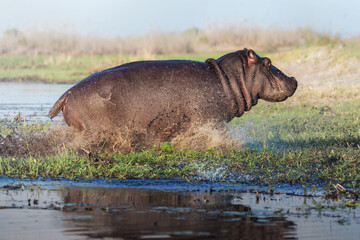 Large Hippopotamus running, splashing in a river in the Okavango Delta, Botswana, Africa
