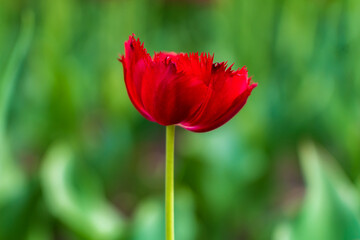 Flowers in a flower bed tulips. Greening the urban environment. Background with selective focus