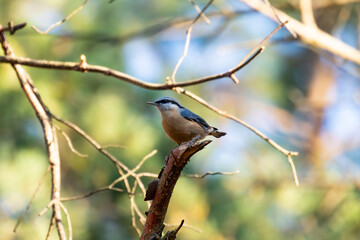 bird on a branch, nuthatch