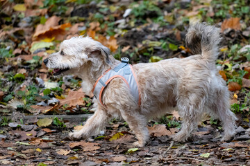 A small white dog with a blue collar walks in the autumn park.