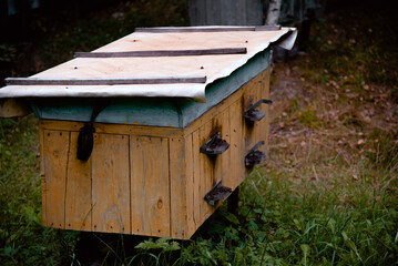bee hives in the forest
