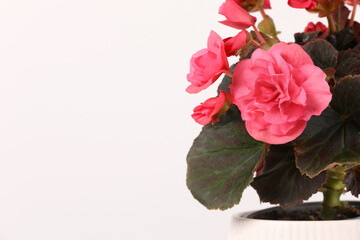 Beautiful begonia flower in pot on white background, space for text