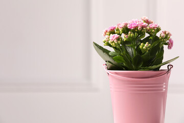 Beautiful potted kalanchoe flower against white wall, space for text
