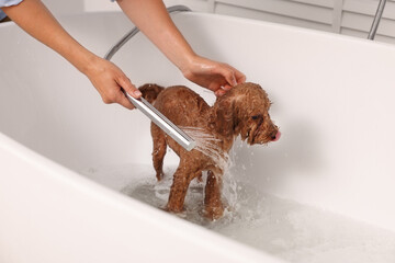 Woman washing cute Maltipoo dog in bathtub indoors. Lovely pet