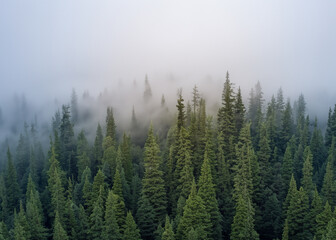 pine forest in the fog seen from the air