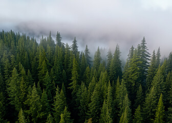 Fototapeta premium pine forest in the fog seen from the air