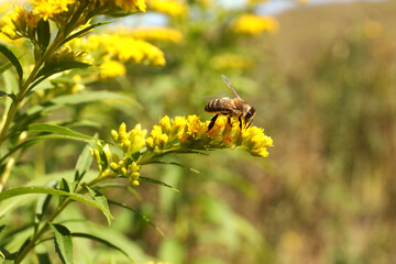 Honeybee collecting nectar from yellow flowers outdoors, closeup