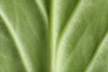 Texture of green leaf as background, macro photo