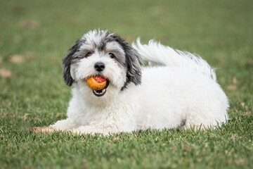 Adorable little black and white Havanese puppy dog with ball in his mouth, looks at camera. 