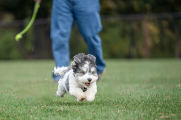 Photo of cute little Havanese puppy dog playing fetch in park. 