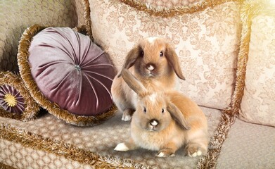 Two cute small bunnies at home on the couch