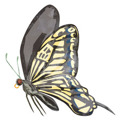 アゲハ蝶の手描き水彩風イラスト