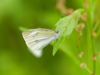 葉に止まるモンシロチョウ