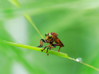 Naklejka premium 獲物を待つアオメアブ