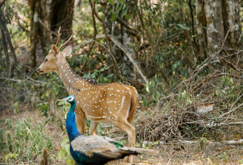 Naklejka na ściany i meble deer and peacock at wilpattuwa National Park, Sri lanka