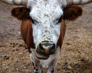 A Longhorn beef portrait