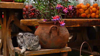 Kitten sleeping next to a flower pot