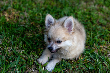 Eating grass in a green yard, a small Pomeranian puppy
