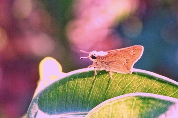 butterfly on a flower