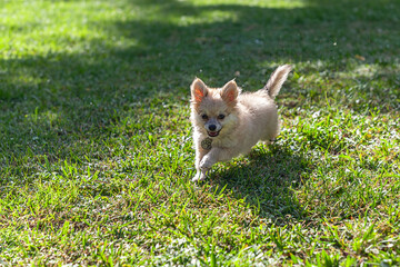 Running through a green yard, a small Pomeranian puppy plays