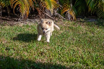 Running through a green yard, a small Pomeranian puppy plays