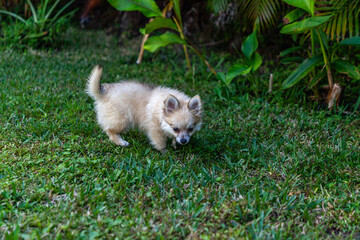 Curious small Pomeranian puppy sniffs the green grass