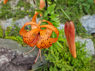 Closeup of Orange Tiger Lily (Lilium Lancifolium) Flower in Full Bloom