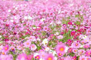 [愛知県]日進市の愛知牧場 コスモス畑