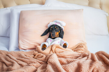 Pampered dachshund dog in pajamas, nightcap lies in king size bed in luxury hotel with orthopedic...