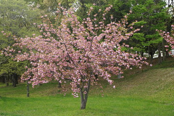 桜　品種は関山　4月撮影