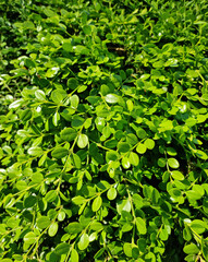 Close up of buxus microphylla.