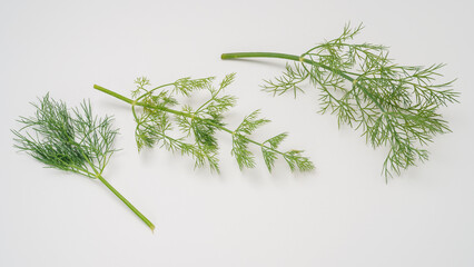 ディル　白背景