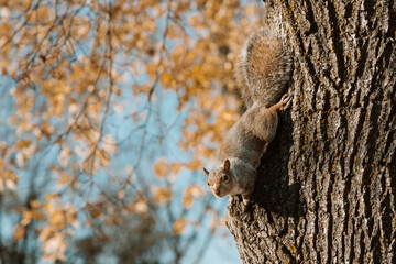 Montreal Squirrel