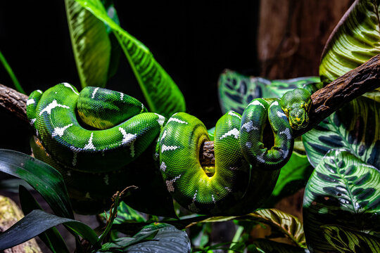 Photograph of a Emerald Tree Boa perched on a tree branch