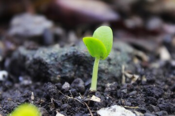 small buds of bell pepper sprouts on the ground. in the rainy season