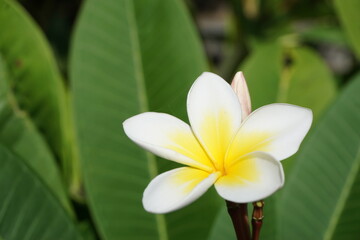 一輪の華麗な花