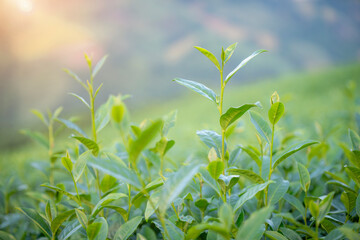 Tea leaves at tea plantation with white foggy mountain is green tea organic  business concept.